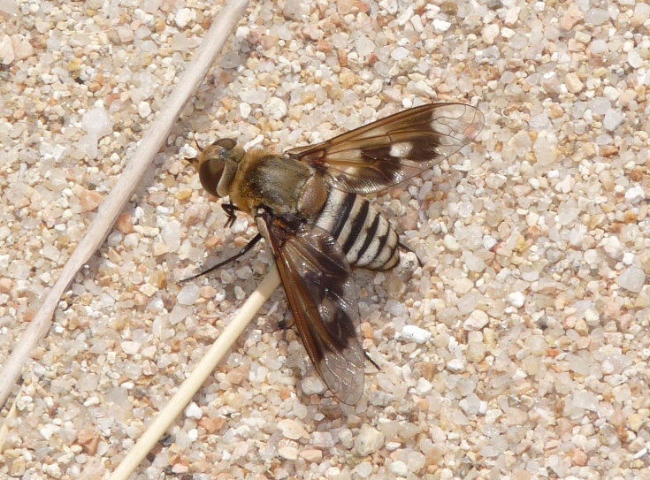 Exoprosopa grandis e Thiridanthrax fenestratus a confronto